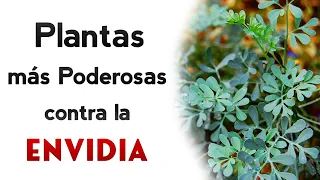 PLANTAS que te protegen contra Envidias, Maldiciones y hasta Brujería