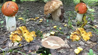 ГРИБНОЕ🍄КЛОНДАЙК  ДАЖЕ НЕ ожидала,Хорошо Мешок был с собой/Чумачечшая Тихая Охота/ Владимирская обл