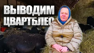 Селекция стада овец. Выводим цвартблес.