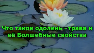 Что такое одолень-трава и её Волшебные свойства.