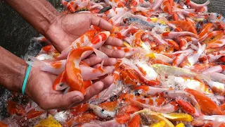 HOW TO CULTIVATE KOI FISH TO BIG QUICKLY PROVEN SUCCESSFUL! MUST TRY!!