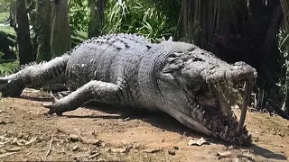 Soldiers So Crazy They Were Eaten By Crocodiles Instead of Surrender