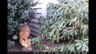 Mama Fox retrieves her baby fox and returns to den after it wanders off