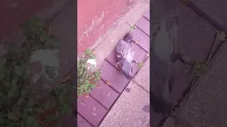 Pigeon Died  Car Accident