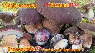 🍄คลิปนี้ห้ามพลาด‼️เก็บเห็ดป่านี้ฟินมากๆเห็ดผึ้งหวานดอกใหญ่ๆสวยๆ ขาใหญ่มากๆ  ล้นตะกร้าจ้า