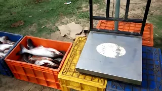 Pangasius Fish Harvesting- 10 KG - Part 2 (Pangus Fish)