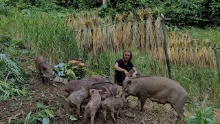 Preparing To Release Pigs To The Wild, Survival Instinct, Wilderness Alone, survival, Episode 149