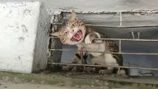 Cat Head Trapped in Metal window | #humanity | #emotions