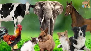 Familiar Animal Sounds: Elephant, Cow, Horse, Chicken, Rabbit, Dog, Cat - Animal Paradise