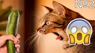 СМЕШНОЕ ВИДЕО ПРО КОШЕК 2017 ЧАСТЬ 2/ FUNNY VIDEOS ABOUT CATS 2017 PART 2