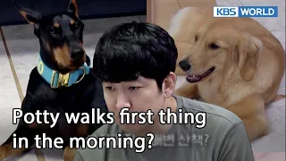 Potty walks first thing in the morning? [Dogs are incredible : EP.149-3] | KBS WORLD TV 221122