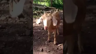 Rabies in Goat