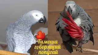 Тимоша говорящий попугай, порода Жако. Подборка видео #3