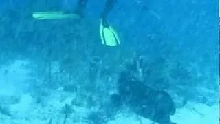 Grouper eating lionfish