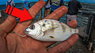 The Fish Can't Resist this Bait - Jetty Fishing