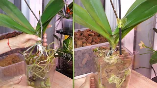Придуманный метод помог ОТЛИЧНО нарастить корни орхидее. Пересадка в постоянный горшок. Подробно.