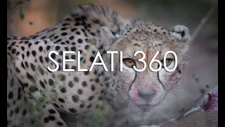 Cheetah 360 Experience - Selati Game Reserve