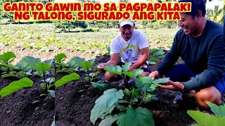 Secreto sa Tamang Pag-aalaga ng Talong - Ibinahagi ng Talong farmer