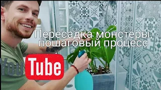 Пересадка большой монстеры, пошаговый процесс.