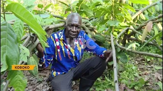 Cocoa growing - MP James Baba urges Government to promote it as main cash crop