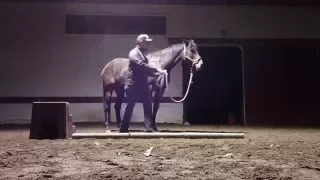 Teaching Your Horse to Park and Stand Quietly at the Mounting Block