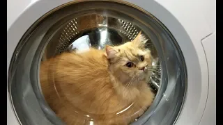 Experiment - Cat - in а Washing Machine