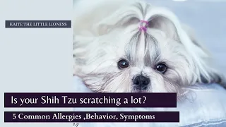 5  Shih Tzu allergies, Behavior & Symptoms | Katie The Little Lioness