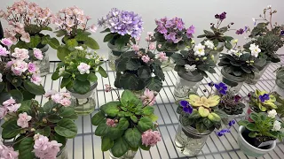 African Violets Blooming in January 2023 - Part 2 - Miniatures & Semiminiatures