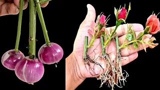 How To Grow Rose plant From Cutting|Easy Way To Grow Rose From Cutting