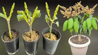 The Easiest Way To Make Mango Plant Grow from Cuttings / Watch Till The End