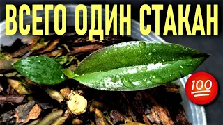 ВСЕГО ОДИН СТАКАН!!! В КОРНИ ОРХИДЕИ И РЕЗУЛЬТАТ ВАС ВООДУШЕВИТ!👍👍👍 ЭКСПРЕСС МЕТОД РАЗВИТИЯ ОРХИДЕЙ!