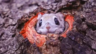 エゾモモンガ、巣穴から続々登場🐿Ezo flying squirrel showing a little face