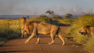 A Lion Coalition of 4 Males and Their Lion Cubs | Kruger National Park