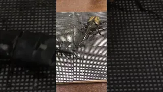 Hercules Beetle VS Palawan Stag Beetle
