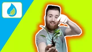 PLANTING ANUBIAS IN SUBSTRATE HOW TO? | Quick Tip 003