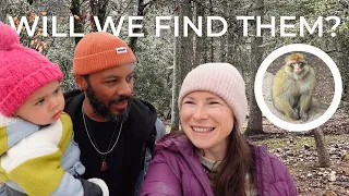 We Camped In Morocco’s Monkey Forest | Exploring Ifrane National Park