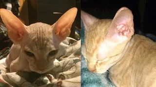 Seller shaving cats to pass them off as sphynx; Canadian man beats girlfriend in public - 11/30/2016