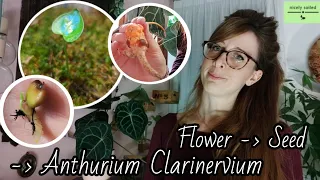 ANTHURIUM CLARINERVIUM FROM SEED - SIMPLE & COMPLETE GUIDE STEP BY STEP TO GROW BABY PLANTS AT HOME