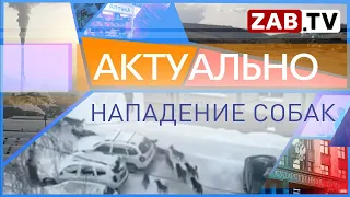 Актуально 21 НАПАДЕНИЕ СОБАК