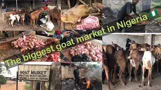 MARKET VLOG: THE BIGGEST GOAT,COW & RAM MARKET IN NIGERIA 🇳🇬 || RECENT PRICE OF GOAT #vlog