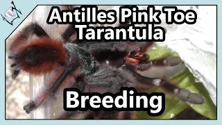 Antilles Pink Toe Tarantula Breeding | Caribena versicolor Breeding