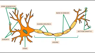 IL POTENZIALE D'AZIONE 🧠