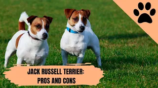 Jack Russell Terrier: Pros and Cons