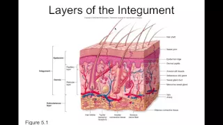 Chapter 5 Integumentary Part1 Introduction and Epidermis