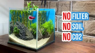 Building a Lucky Bamboo Aquarium | Betta Fish Tank Setup