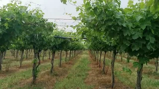 la vigne du maroc