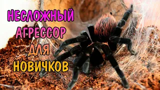 НЕСЛОЖНЫЙ АГРЕССОР ДЛЯ НОВИЧКОВ. БРАХИПЕЛЬМА ВАГАНС. Brachypelma vagans