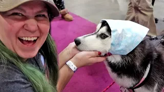 Look How Cute This Husky Is | Toronto Pet Expo Day 1