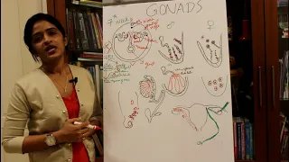 DEVELOPMENT OF THE GONADS-TESTIS AND OVARY-HUMAN EMBRYOLOGY -DR ROSE JOSE MD