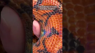 Meet the Brazilian Rainbow Boa: A Snake With a Shimmering Sheen!